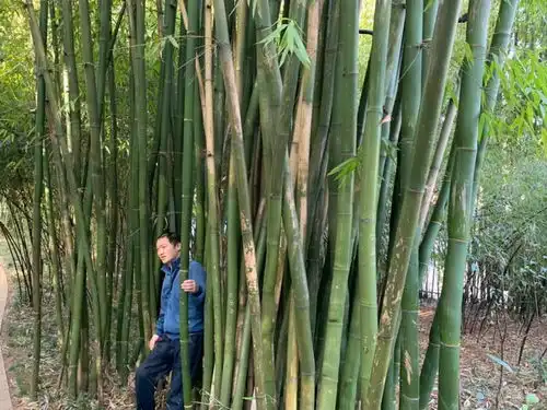 枫叶林子作品昆明行