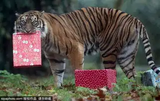 英老虎收圣诞礼物头顶盒子蠢萌十足