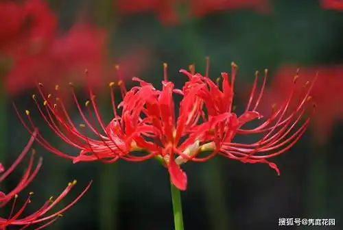 因为有这些花,我每天的生活都是那么生机勃勃