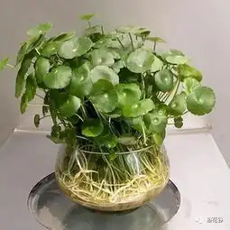 好看不贵的小盆栽铜钱草