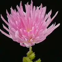清净高洁空间唯美菊花qq头像花的图片大全