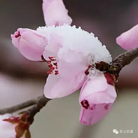 桃花在远方花草幽记