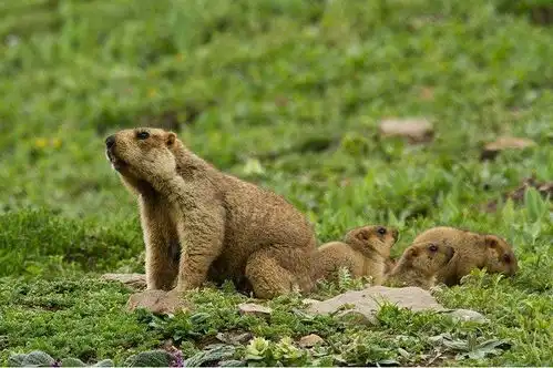 一场大灾百年前险些蔓延世界,外国人束手无策,一中国人站了出来