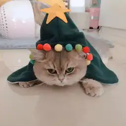 养猫的人为何如此优秀