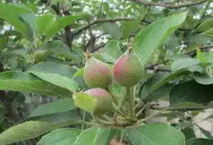 教你几个促进坐果膨果的调节剂配方
