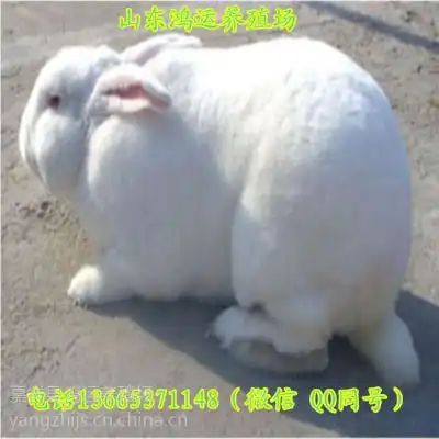 价格厂家中国供应商