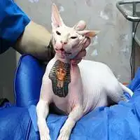 斯芬克斯猫社会头像微信头像图片大全