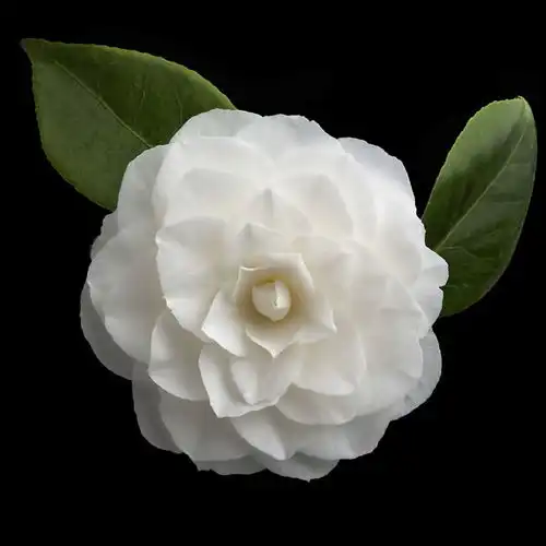 家居花艺设计topone花艺