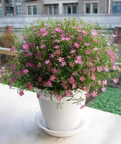 盆栽满天星的养护技巧有2个,花朵繁多开成花球简单美好