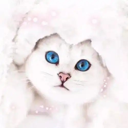 猫少了这双电眼,你还会继续爱我吗