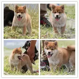 图聪明可爱柴犬宝宝出售,品相好纯种健康多只选择哈尔滨宠物狗哈尔滨列表网