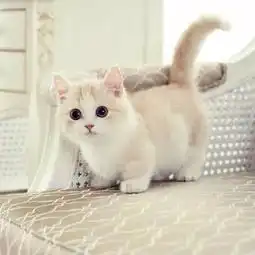 猫中的小柯基,短腿猫,萌翻了