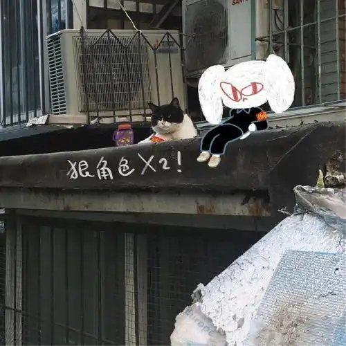 夫妻集体辞职,住在二环28㎡的胡同平房,专心画兔子