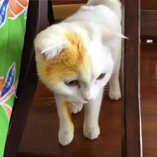 这只被主人染色的猫火了,我刚想骂人,看完结果啪啪打脸