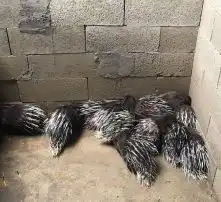 黄页88高清图片