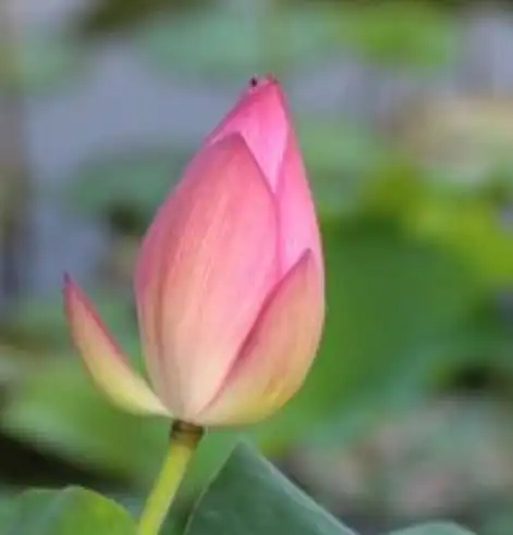 测试一个超长简介的文章