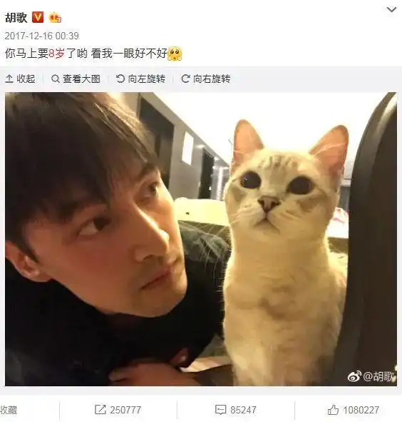 胡歌和老婆因猫结缘网友彭于晏你现在立刻养一只