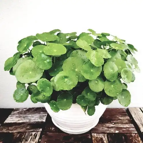 铜钱草丨我不圆但我可爱呀几禾花舍