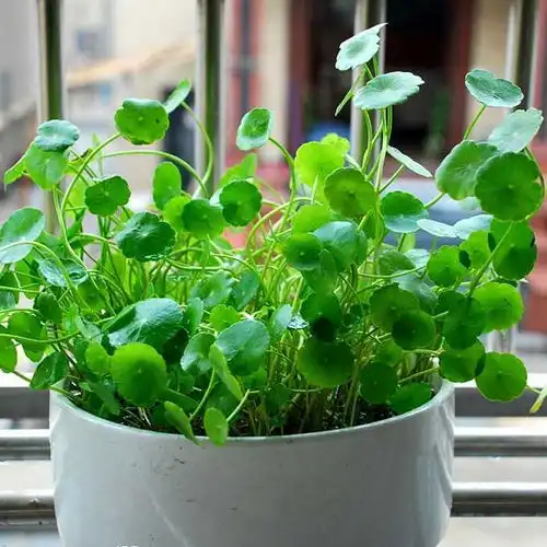 铜钱草开花及时修剪,很快就生机勃勃