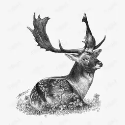 素描麋鹿素材图片免费下载高清png千库网图片编号9020965