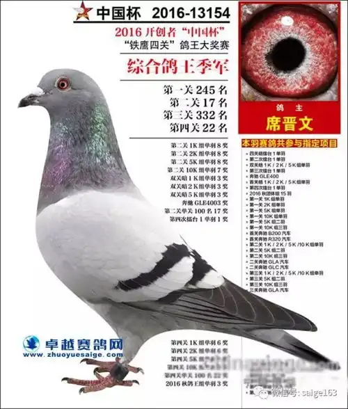 两场2000多万的高价破纪录获奖鸽欣赏图片