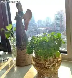 沙子也是宝贝,养花有4大好处,育苗扦插生根快,不烂根不积水