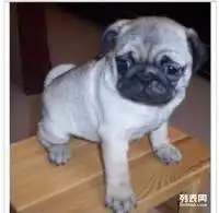 重庆哪里有卖巴哥幼犬多少钱钱重庆巴哥图片公母有哦