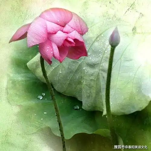 精辟透彻的人生感悟,含义深刻,发人深思