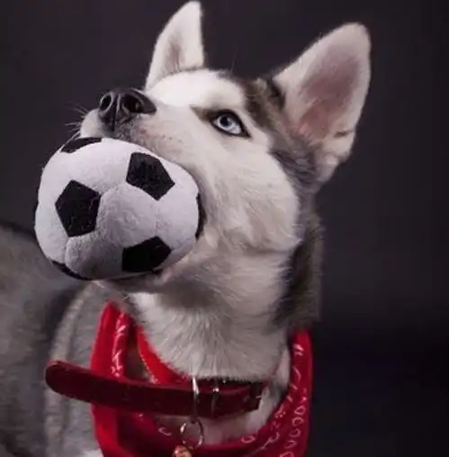 喜欢嘴里叼着球的汪星人,是不是很可爱